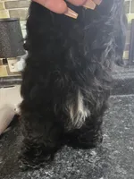 Thelma's Black Male , a male Shih Tzu for sale in Salisbury, NC – 2 of 10