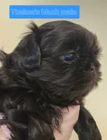 Thelma's Black Male , a male Shih Tzu for sale in Salisbury, NC – Photo 1 of 10