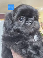 Thelma's Black Male , a male Shih Tzu for sale in Salisbury, NC – Photo 7 of 8