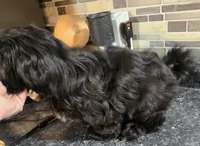 Thelma's Black Male , a male Shih Tzu for sale in Salisbury, NC – 4 of 10