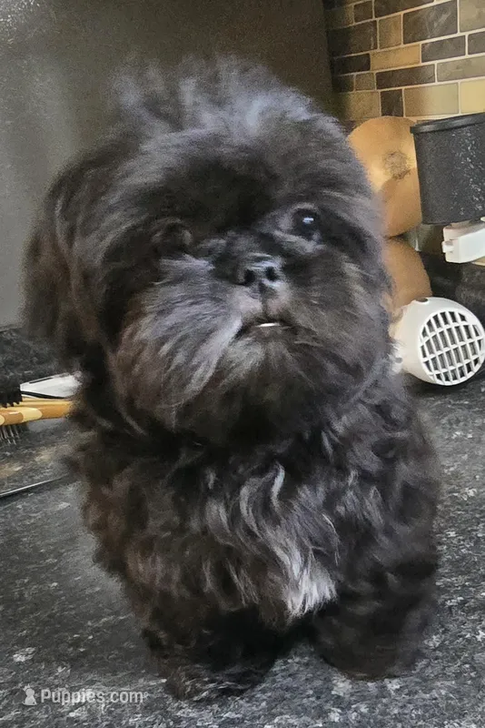 Thelma's Black Male  – Shih Tzu puppy for sale in Salisbury, NC