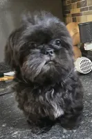 Thelma's Black Male , a male Shih Tzu for sale in Salisbury, NC – 1 of 10