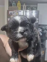 Black & white male , a male Shih Tzu for sale in Salisbury, NC – 8 of 10