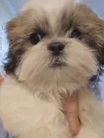 Tri Color Female, a female Shih Tzu for sale in Salisbury, NC – 2 of 10