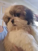 Tri Color Female, a female Shih Tzu for sale in Salisbury, NC – 4 of 10