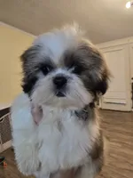 Tri Color Female, a female Shih Tzu for sale in Salisbury, NC – 7 of 10