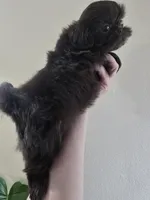 Female Liver, a female Shih Tzu for sale in Salisbury, NC – Photo 6 of 10