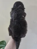 Female Liver, a female Shih Tzu for sale in Salisbury, NC – Photo 7 of 10