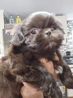 Female Liver, a female Shih Tzu for sale in Salisbury, NC – Photo 2 of 10