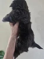 Female Liver, a female Shih Tzu for sale in Salisbury, NC – Photo 8 of 10