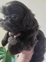 Female Liver, a female Shih Tzu for sale in Salisbury, NC – Photo 10 of 10