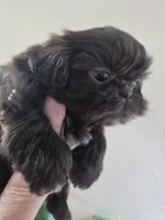 Female Liver, a female Shih Tzu for sale in Salisbury, NC – Photo 9 of 10