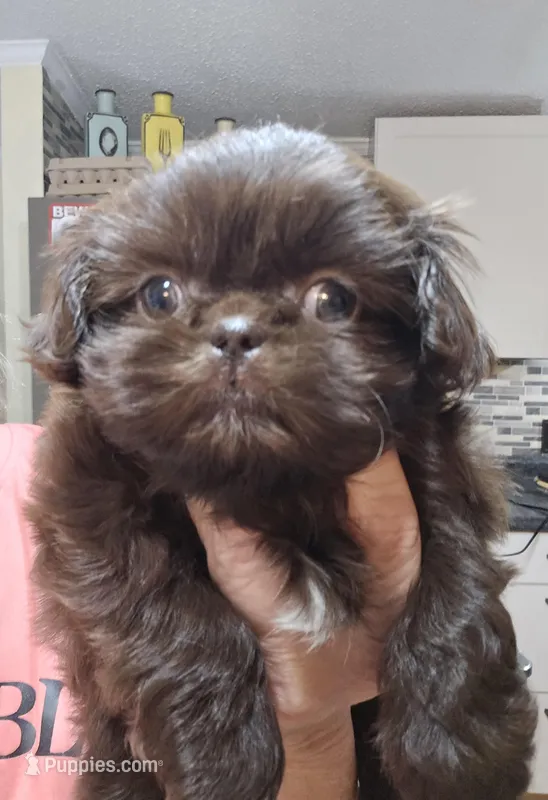 Female Liver – Shih Tzu puppy for sale in Salisbury, NC