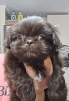 Female Liver, a female Shih Tzu for sale in Salisbury, NC – Photo 1 of 10