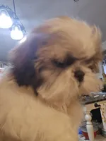 Tri Color Female, a female Shih Tzu for sale in Salisbury, NC – 5 of 10