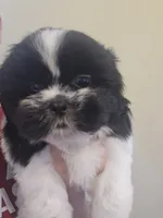 Black & White Male, a male Shih Tzu for sale in Salisbury, NC – 1 of 10
