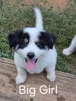 Alfa girl, a female Great Pyrenees and Alaskan Husky for sale in Salisbury, NC – 2 of 3