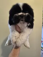 Black & White Male, a male Shih Tzu for sale in Salisbury, NC – 6 of 10