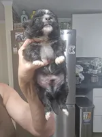 Black & white male , a male Shih Tzu for sale in Salisbury, NC – 10 of 10