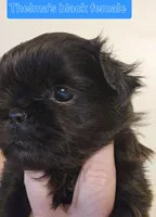 Thelma's Black Female, a female Shih Tzu for sale in Salisbury, NC – Photo 3 of 8