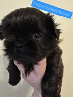 Thelma's Black Female, a female Shih Tzu for sale in Salisbury, NC – Photo 8 of 8