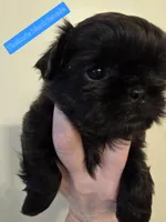 Thelma's Black Female, a female Shih Tzu for sale in Salisbury, NC – Photo 2 of 8