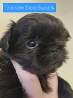 Thelma's Black Female, a female Shih Tzu for sale in Salisbury, NC – Photo 1 of 8