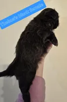 Thelma's Black Female, a female Shih Tzu for sale in Salisbury, NC – Photo 5 of 8