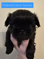 Thelma's Black Female, a female Shih Tzu for sale in Salisbury, NC – Photo 7 of 8