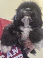 Black W/ white markings male , a male Shih Tzu for sale in Salisbury, NC – 2 of 10