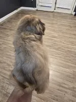 Liver Male, a male Shih Tzu for sale in Salisbury, NC – 6 of 8