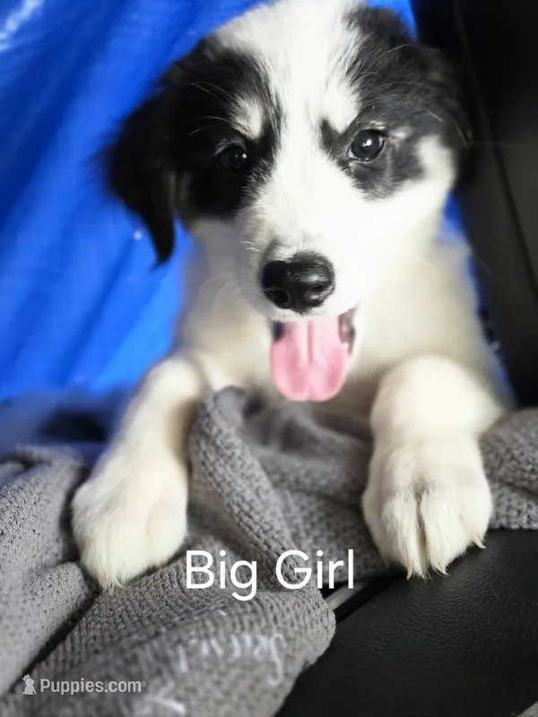 Alfa girl – Great Pyrenees, Alaskan Husky puppy for sale in Salisbury, NC