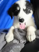 Alfa girl, a female Great Pyrenees and Alaskan Husky for sale in Salisbury, NC – 1 of 3