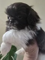 Female Liver & White, a female Shih Tzu for sale in Salisbury, NC – Photo 6 of 10