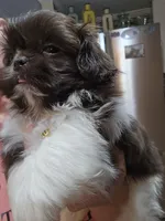 Female Liver & White, a female Shih Tzu for sale in Salisbury, NC – Photo 10 of 10