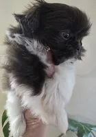 Female Liver & White, a female Shih Tzu for sale in Salisbury, NC – Photo 8 of 10