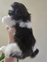 Female Liver & White, a female Shih Tzu for sale in Salisbury, NC – Photo 7 of 10