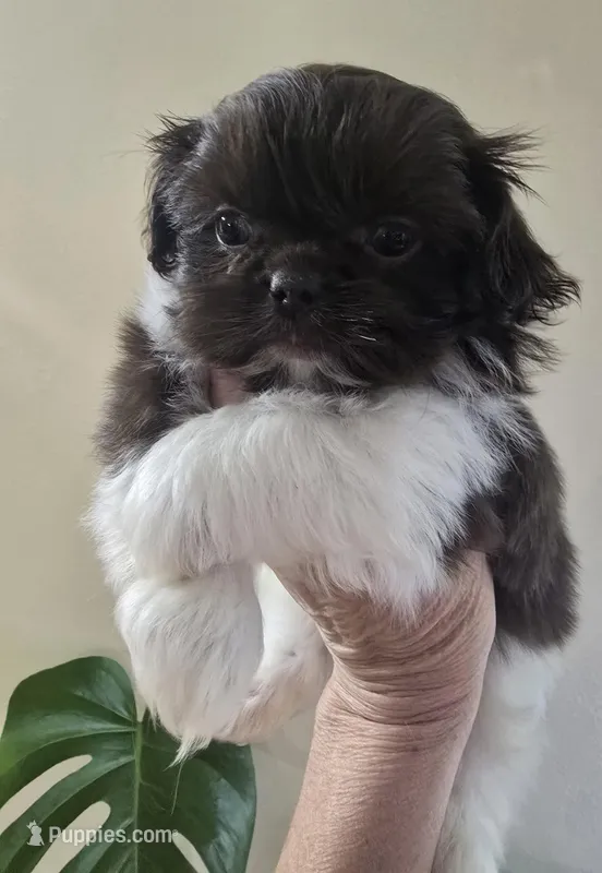 Female Liver & White – Shih Tzu puppy for sale in Salisbury, NC
