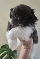 Female Liver & White, a female Shih Tzu for sale in Salisbury, NC – Photo 1 of 10