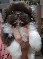 Female Liver & White, a female Shih Tzu for sale in Salisbury, NC – Photo 5 of 10