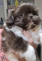 Female Liver & White, a female Shih Tzu for sale in Salisbury, NC – Photo 9 of 10