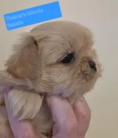 Thelma's Solid Blonde Cream, a female Shih Tzu for sale in Salisbury, NC – Photo 3 of 9