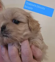 Thelma's Solid Blonde Cream, a female Shih Tzu for sale in Salisbury, NC – Photo 5 of 9