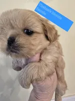 Thelma's Solid Blonde Cream, a female Shih Tzu for sale in Salisbury, NC – Photo 9 of 9