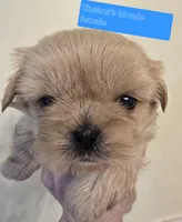 Thelma's Solid Blonde Cream, a female Shih Tzu for sale in Salisbury, NC – Photo 7 of 9