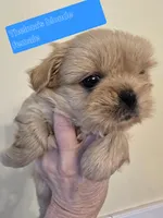 Thelma's Solid Blonde Cream, a female Shih Tzu for sale in Salisbury, NC – Photo 1 of 9