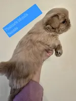 Thelma's Solid Blonde Cream, a female Shih Tzu for sale in Salisbury, NC – Photo 6 of 9