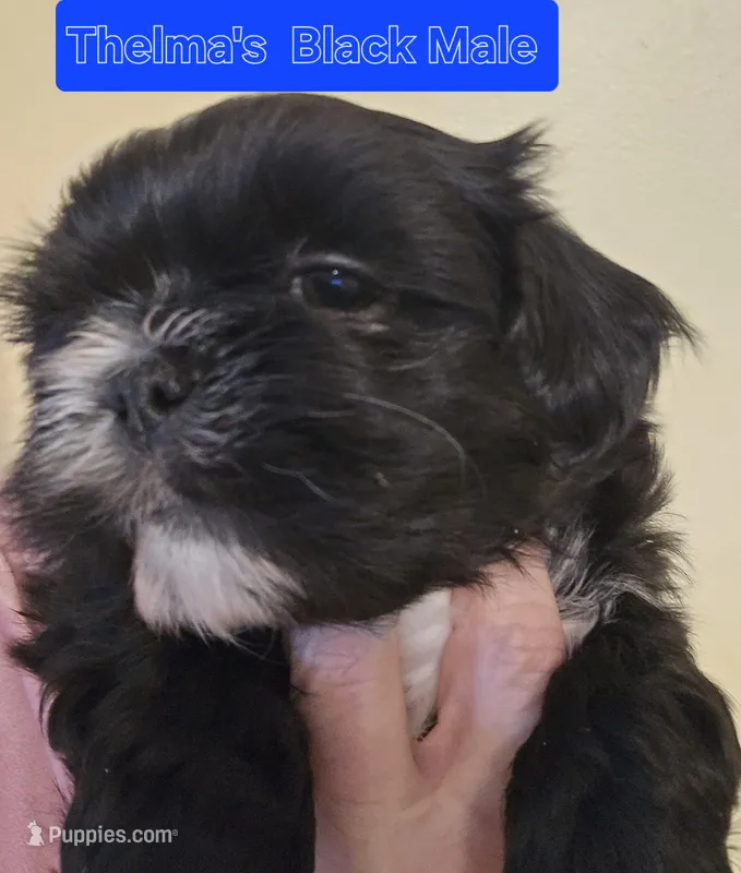 Trixies's Black & White Chest