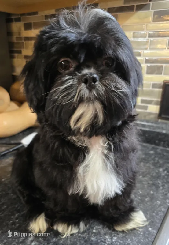 Trixies's Black & White Chest – Shih Tzu puppy for sale in Salisbury, NC