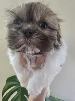 Male Liver & White , a male Shih Tzu for sale in Salisbury, NC – Photo 7 of 8